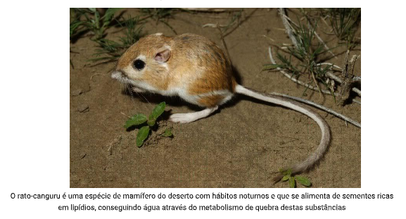 A corça é um animal do deserto. Não possui gordura corporal para mantê-la  viva por longos períodos sem água. Por isso, possui um olfato muito apurado  que lhe possibilita sentir o cheiro