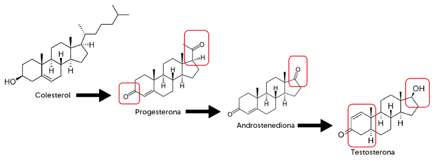 Sequência de moléculas, simplificado, para a biossíntese de testosterona. Em vermelho estão indicadas as principais mudanças entre as moléculas