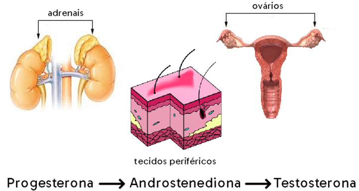 No organismo feminino, a biossíntese de testosterona ocorre nas adrenais, nos ovários e em alguns tecidos periféricos