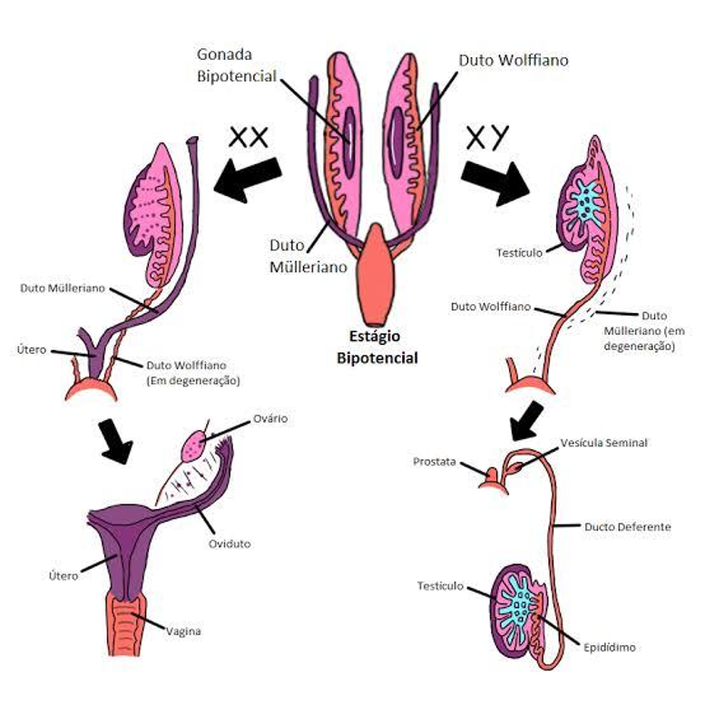 Esquema da diferenciação sexual embrionária, mediada principalmente pela presença da testosterona