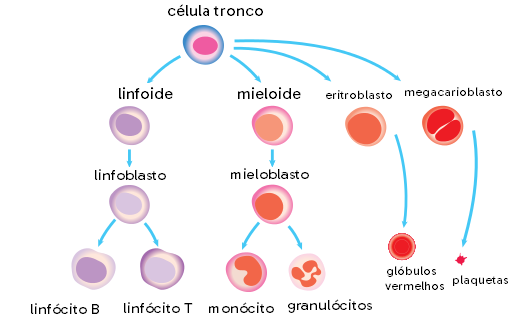 Esquema mostrando a sequência de desenvolvimento dos linfócitos a partir das células linfoides e mieloides.