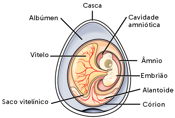 Esquema de um ovo amniótico com os anexos embrionários