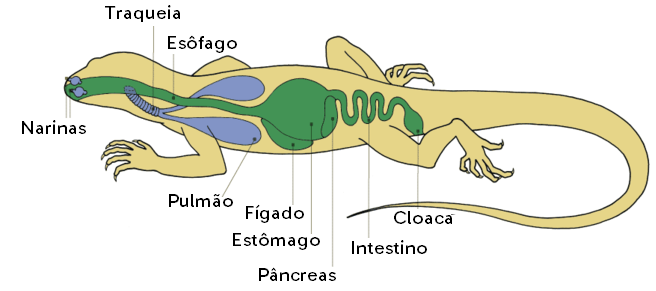 Esquema da anatomia interna de um lagarto