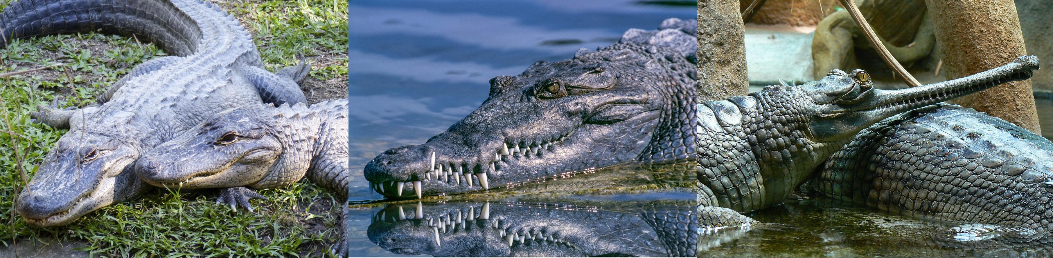 Ordem Crocodylia