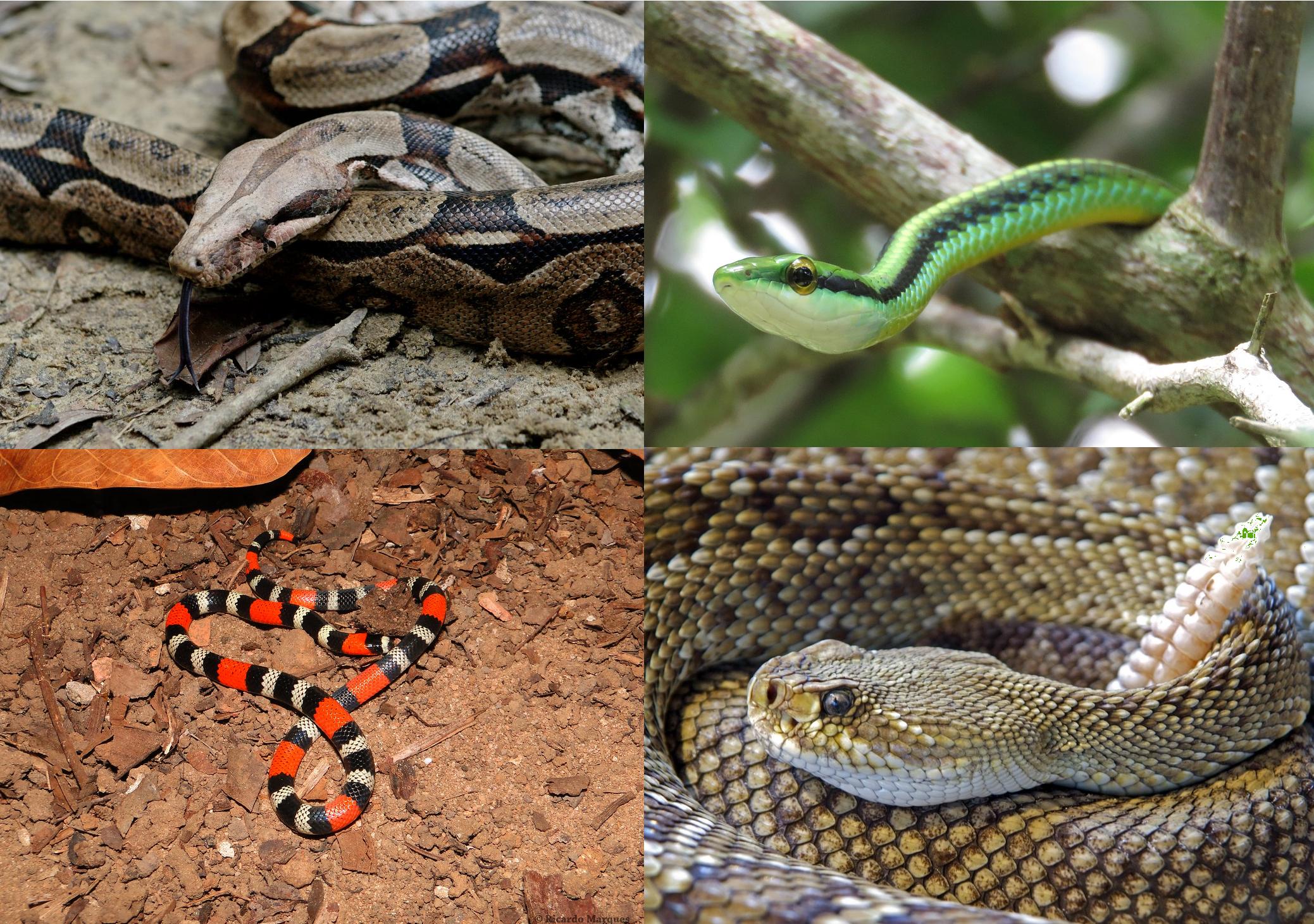 Serpentes como as jiboias, sucuri e anaconda apresentam dentes áglifos