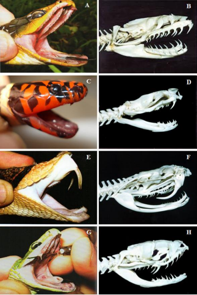 Exemplos de serpentes e suas dentições