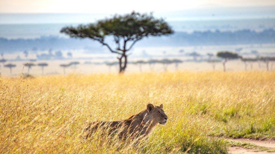 As savanas são áreas de campo aberto, com vegetação baixa e poucas árvores.