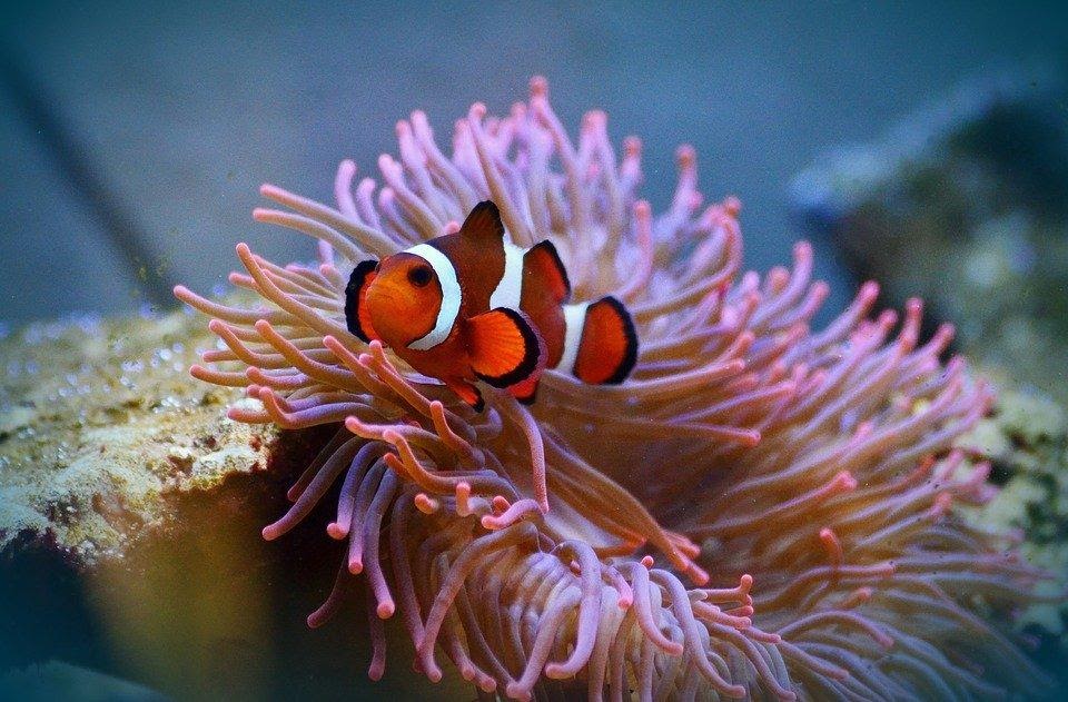 O peixe palhaço é um animal de nécton