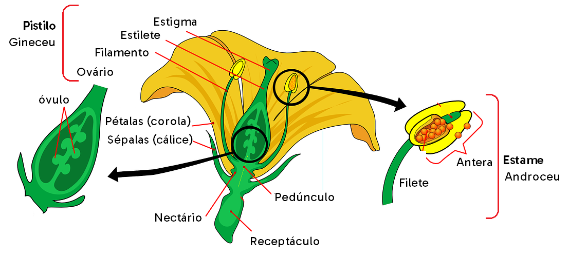 Esquema mostrando as estruturas de uma flor hermafrodita. O nectário é a região onde o néctar é produzido; o pedúnculo também pode ser chamado de eixo floral.