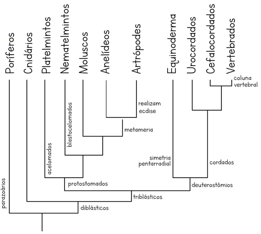 Esquema simplificado das relações evolutivas entre os principais filos animais. O cladograma em questão segue uma abordagem tradicional do relacionamento dos grupos.