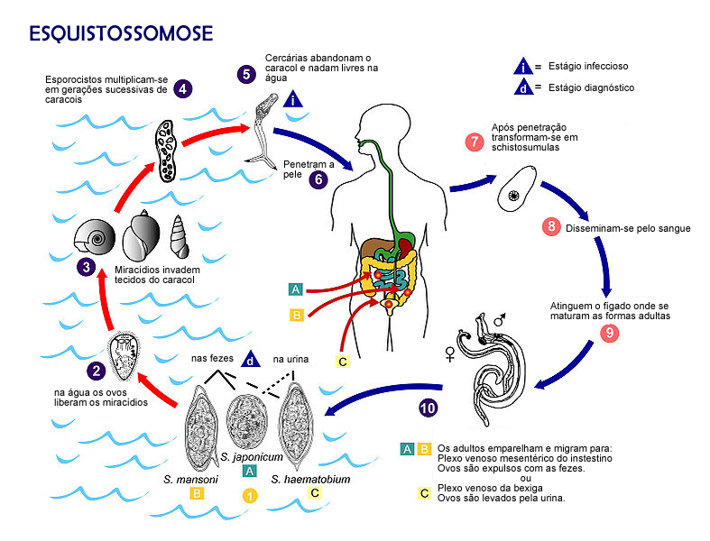 Esquema do ciclo da Esquistossomose.