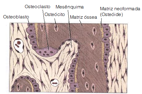 células ósseas