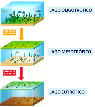 lago oligotrófico