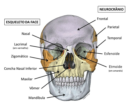 Osso ​ mandíbula (aspecto lateral).