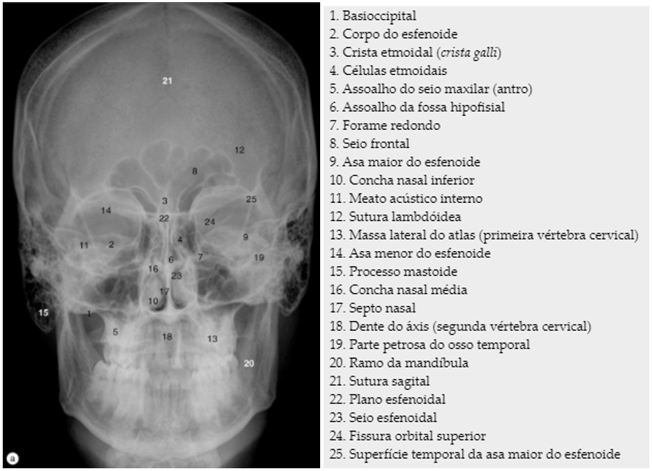 Maxilar (mandíbula) - função, partes, localização e ossos - Anatomia