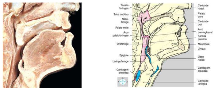 Mandíbula - Vista Medial  Anatomia dos ossos, Anatomia cabeça e pescoço,  Crânio anatomia