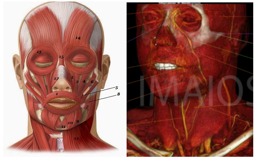 Exercícios - Anatomia Seccional e por Imagens - Divisão do Esqueleto e  Classificação dos Músculos