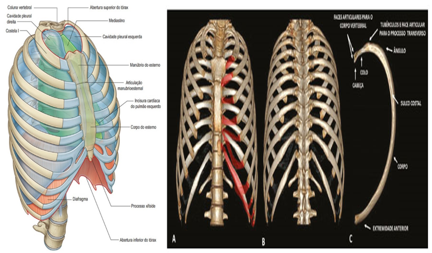 diagrama da cavidade torácica ossos