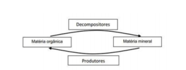 Exercícios sobre Ecologia- Descomplica, Exercícios Biologia