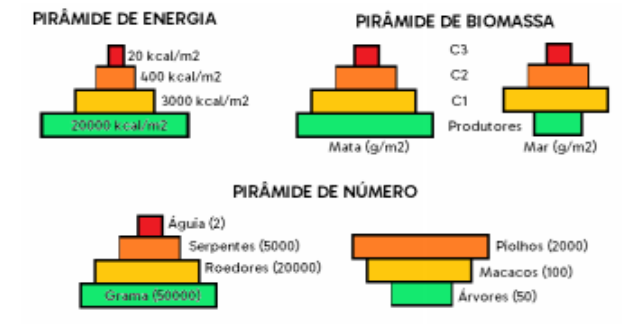 Exercícios sobre Ecologia- Descomplica, Exercícios Biologia