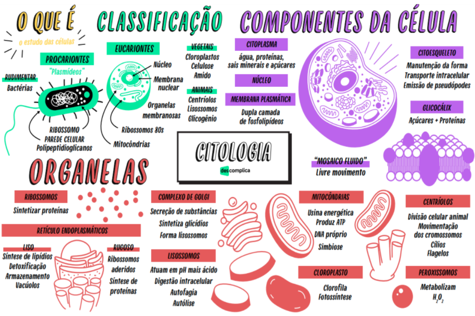 Exercícios - Turma de Janeiro - Conceitos básicos em citologia