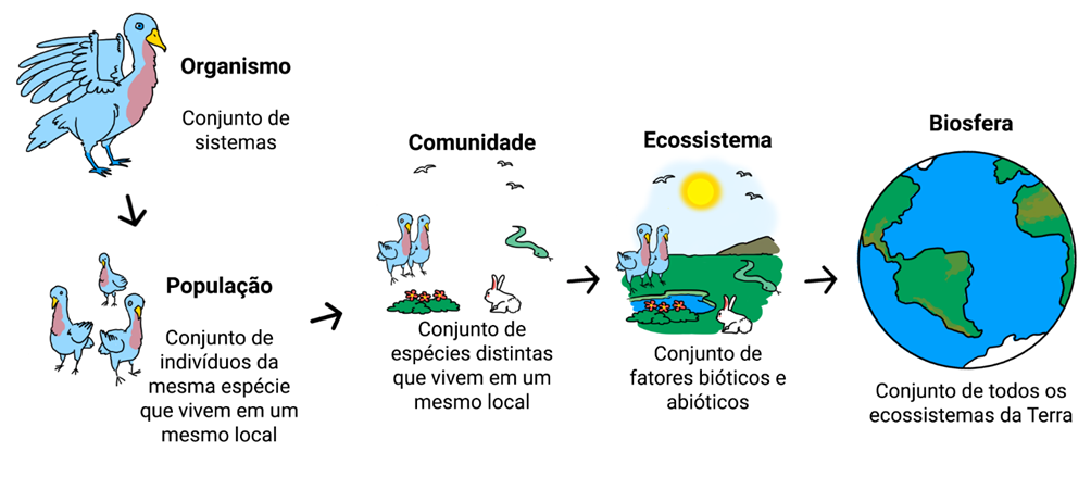 Exercícios sobre Ecologia- Descomplica, Exercícios Biologia