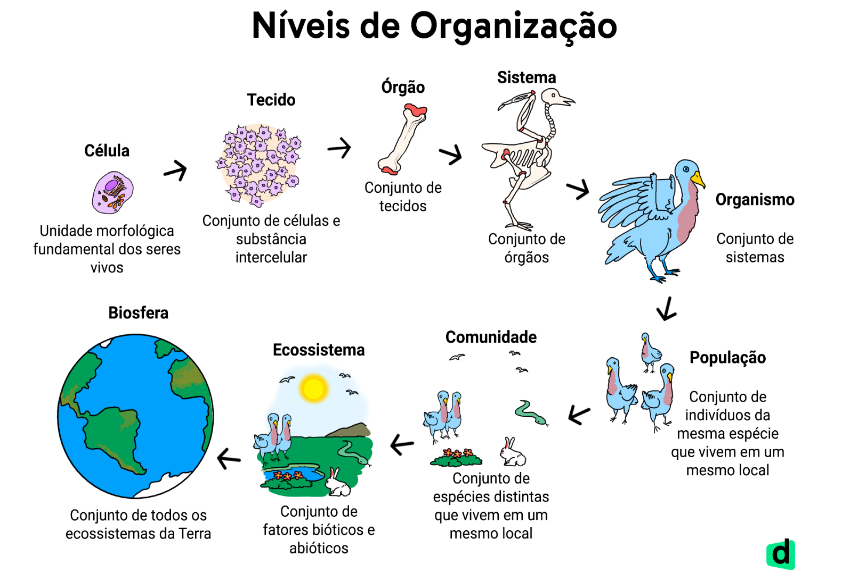 Exercícios sobre Ecologia- Descomplica, Exercícios Biologia