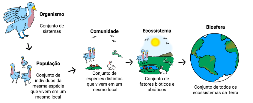 Exercícios sobre Ecologia- Descomplica, Exercícios Biologia