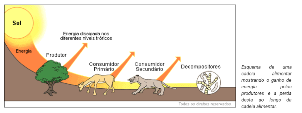 Exercícios sobre Ecologia- Descomplica, Exercícios Biologia